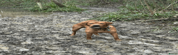 Labrador Retriever dogs for stud: Handsome Fox Red Labrador. KC registered. in Hailsham - Advert 5