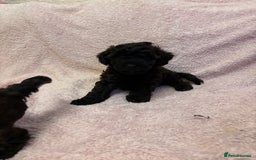 Yorkiepoo dogs for sale: Beautiful yorkipoo puppies - Image 7