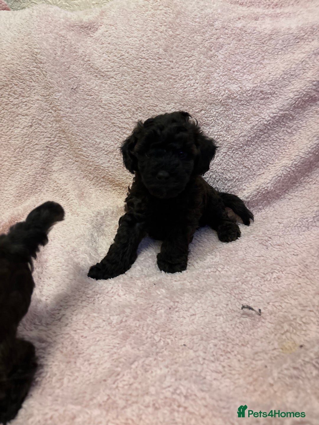 Yorkiepoo dogs for sale: Beautiful yorkipoo puppies - Image 7