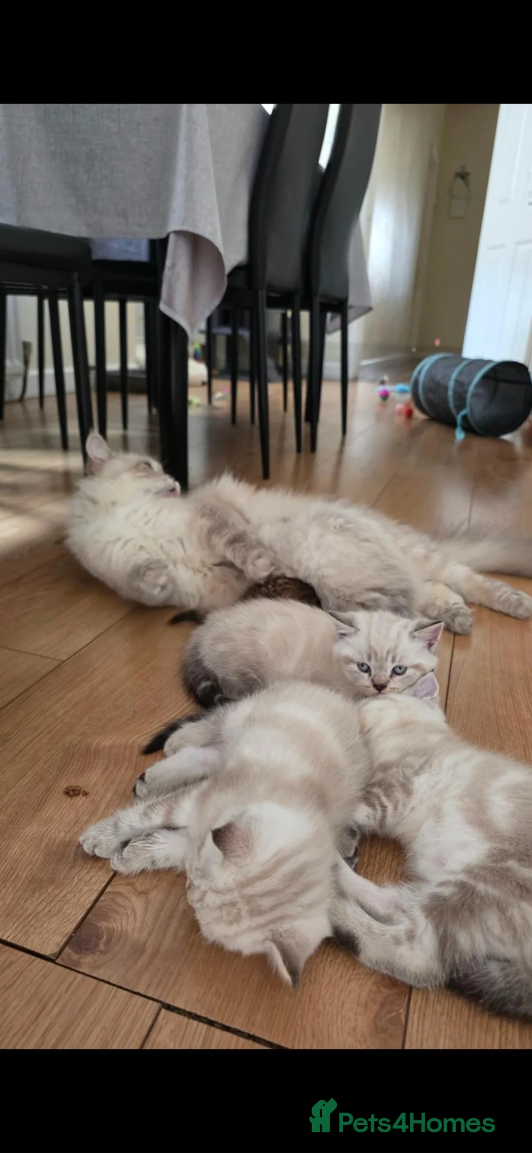 Mixed Breed cats for sale: Ragdoll mix with British shorthair  - Advert 10