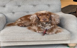 Cocker Spaniel dogs for sale: KC Show Cocker Spaniel Puppies - Due Sept  - Image 4