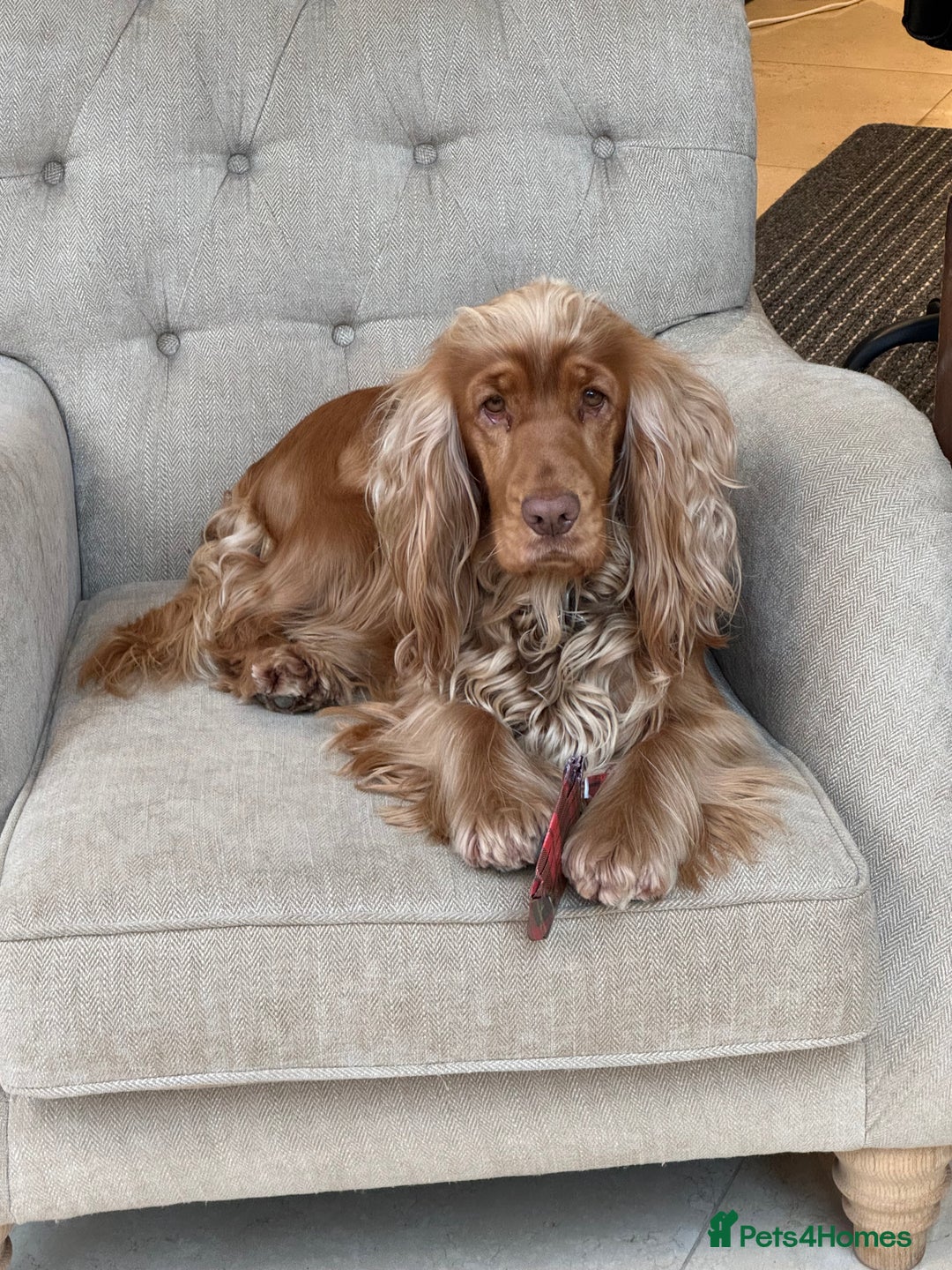 Cocker Spaniel dogs for sale: KC Show Cocker Spaniel Puppies - Due Sept  - Image 4