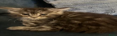 Maine Coon 4