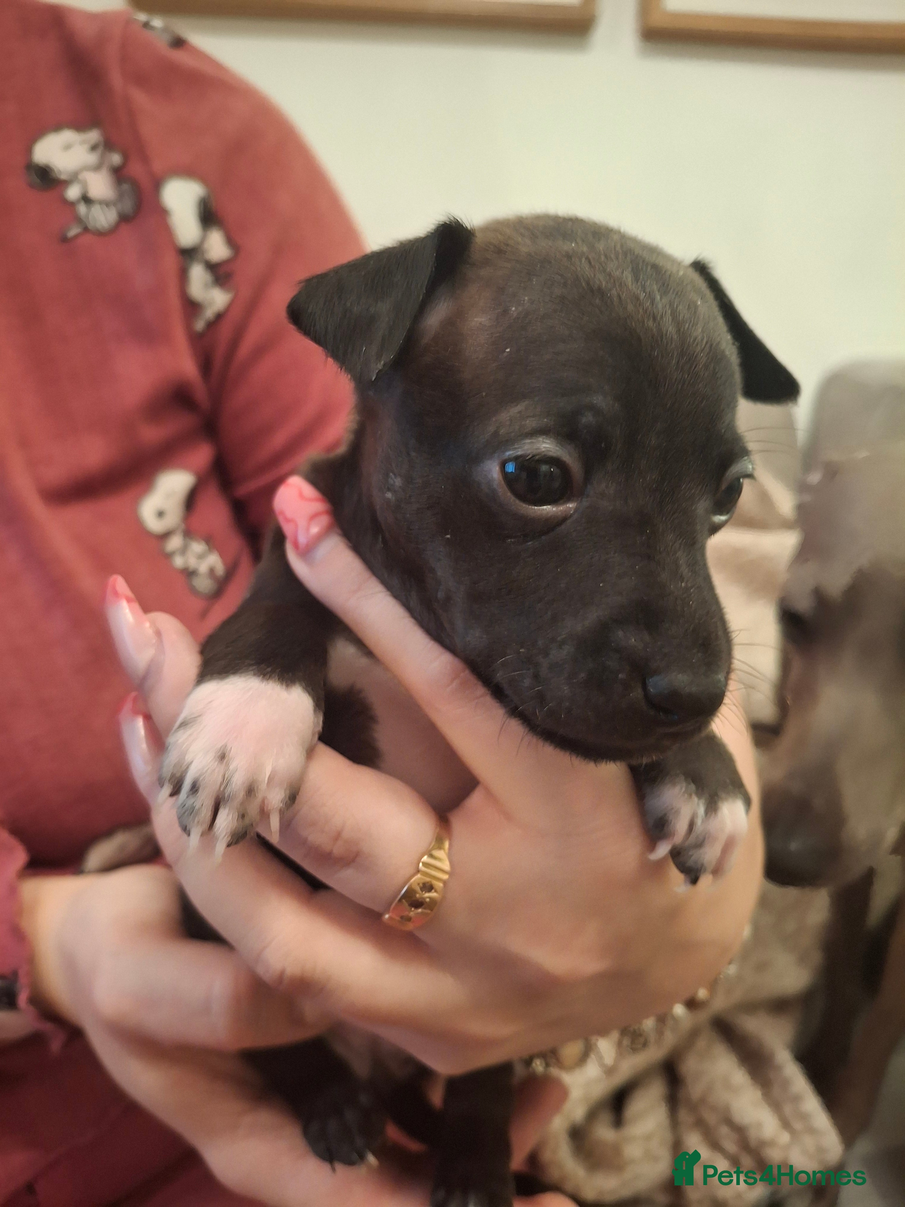 Italian Greyhound dogs Little Italian greyhound babies  - Advert 1