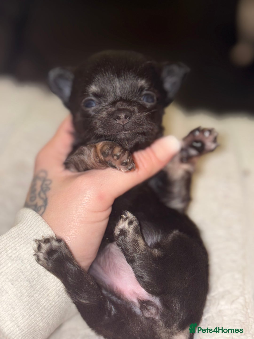 Chihuahua dogs for sale: Chihuahua Puppies - Advert 14