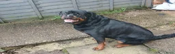 Rottweiler dogs for sale: Rottweiler "Mazza" - Advert 4