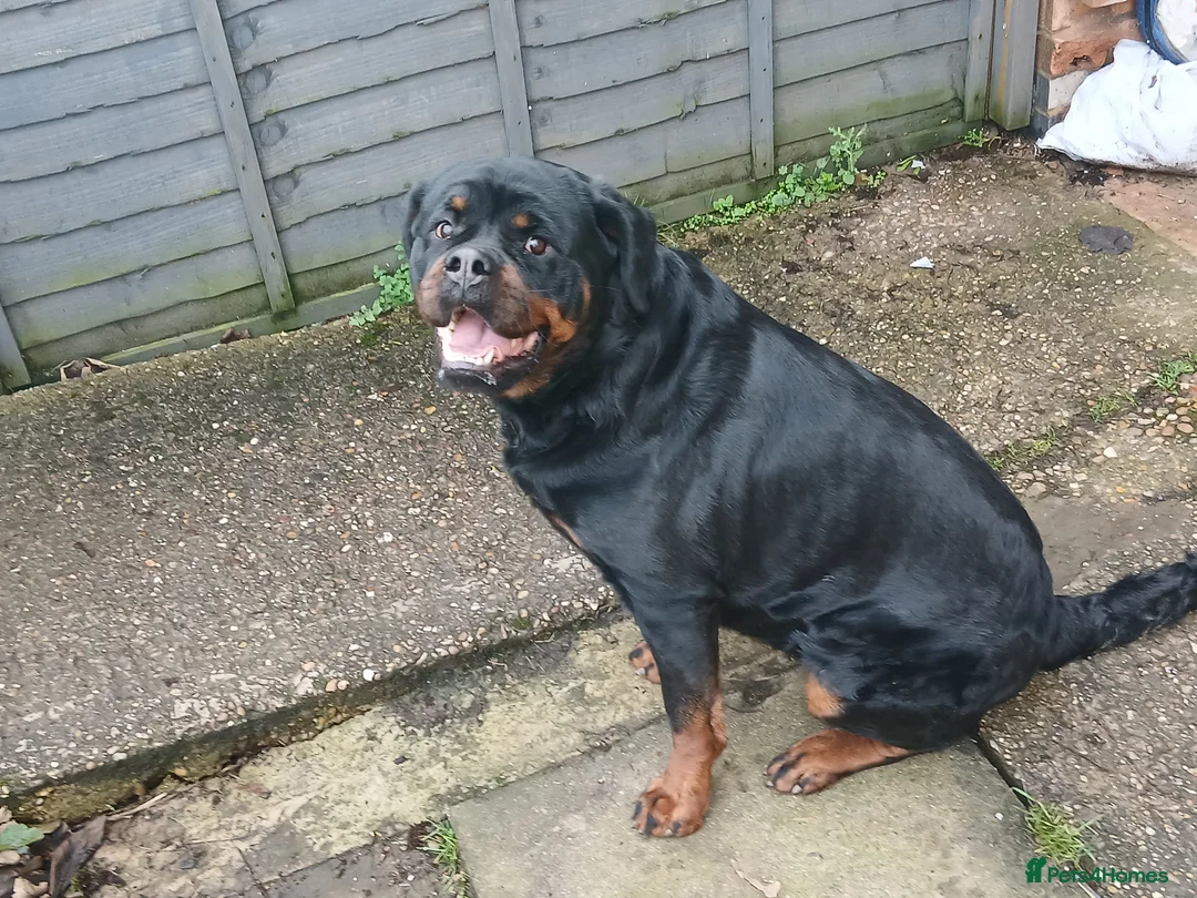 Rottweiler dogs for sale: Rottweiler "Mazza" - Advert 4