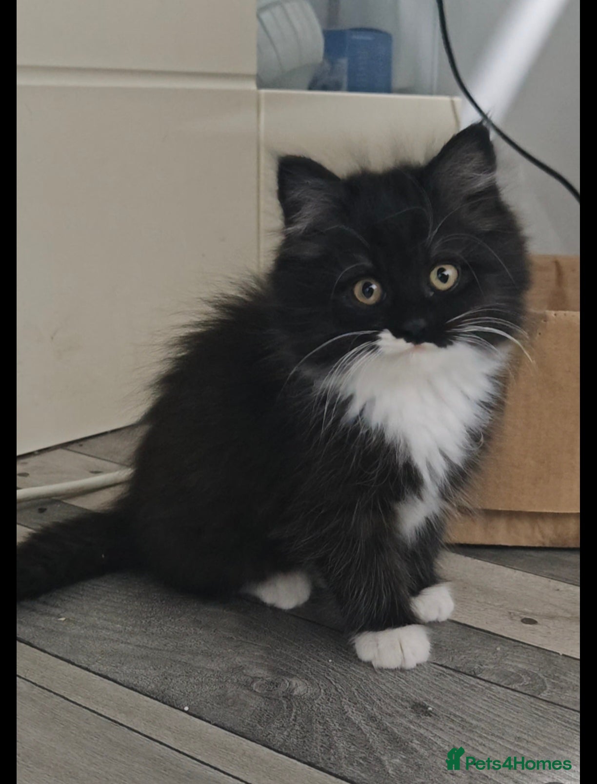 Mixed Breed cats 🐾 Adorable Persian X Female Kittens For Sale🐾  - Advert 5