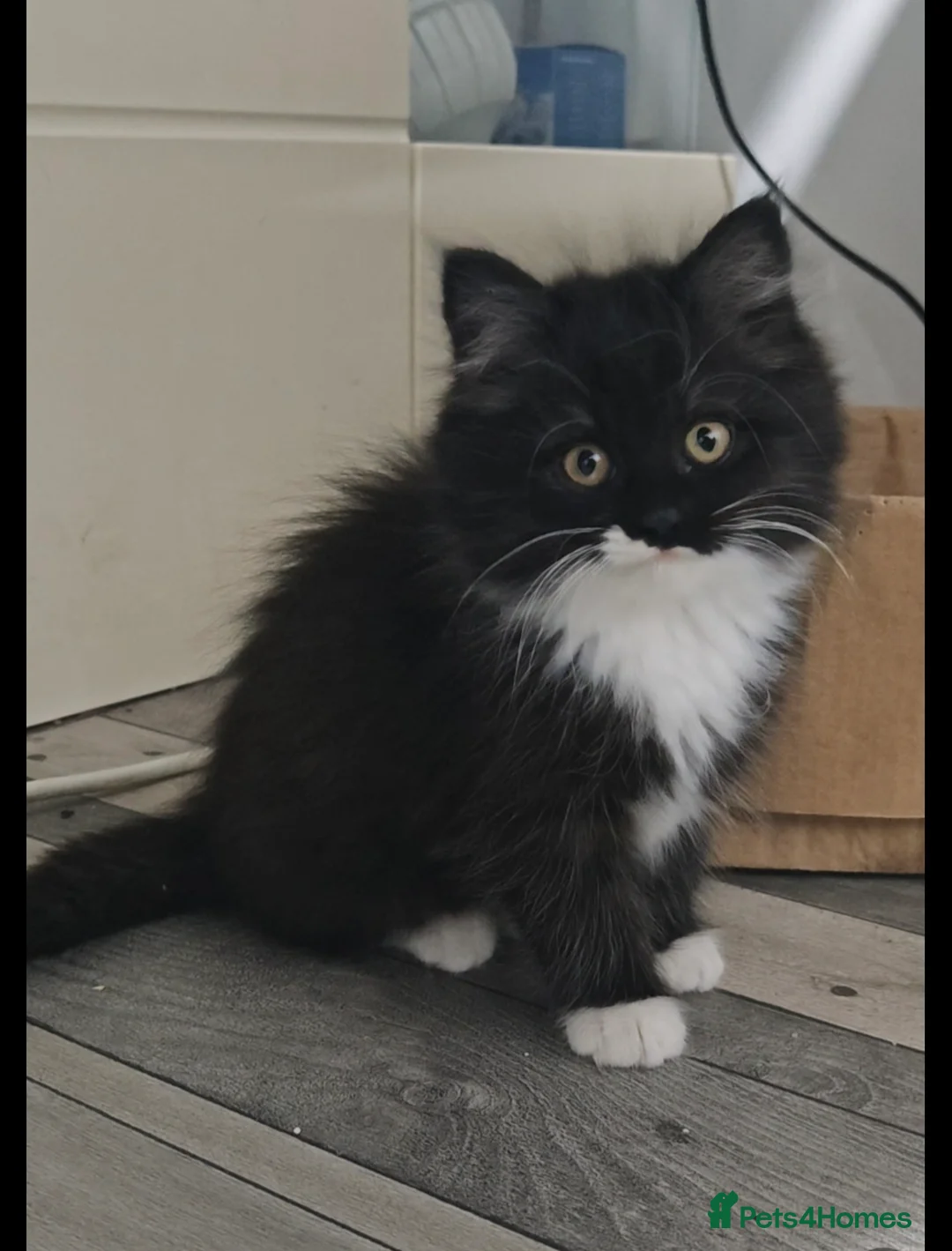 Mixed Breed cats for sale: 🐾 Adorable Persian X Female Kittens For Sale🐾  - Advert 1