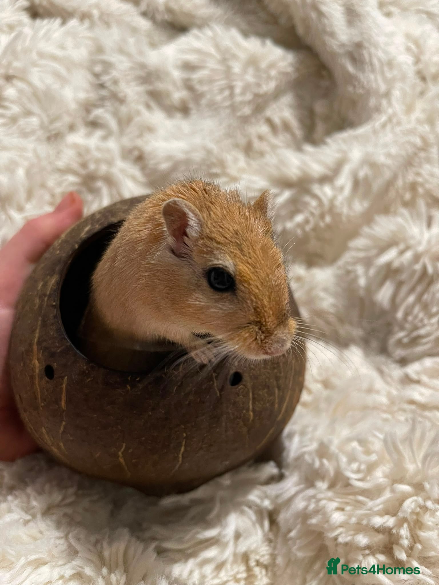 Gerbil rodents FREE male gerbils! - Advert 1