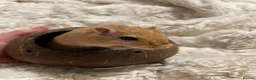 Gerbil rodents for sale: FREE male gerbils! - Advert 1