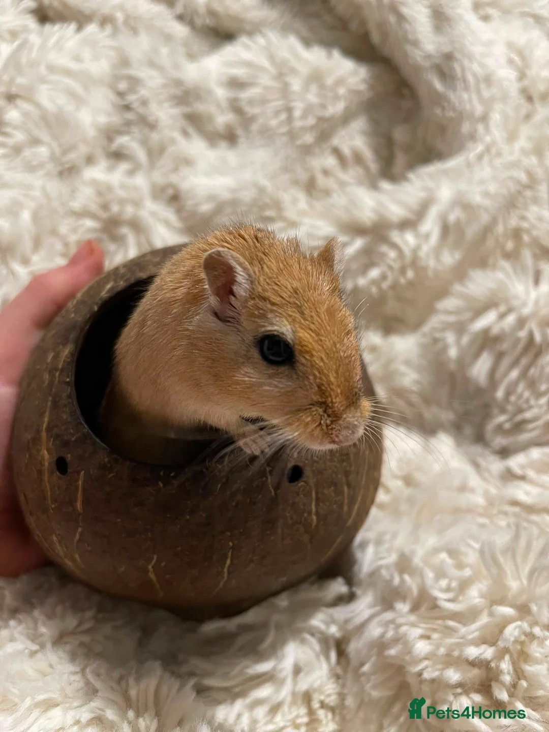 Gerbil rodents for sale: FREE male gerbils! - Advert 1