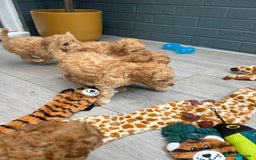 Toy Poodle dogs for sale: Stunning baby KC reg toy poodles  - Image 5