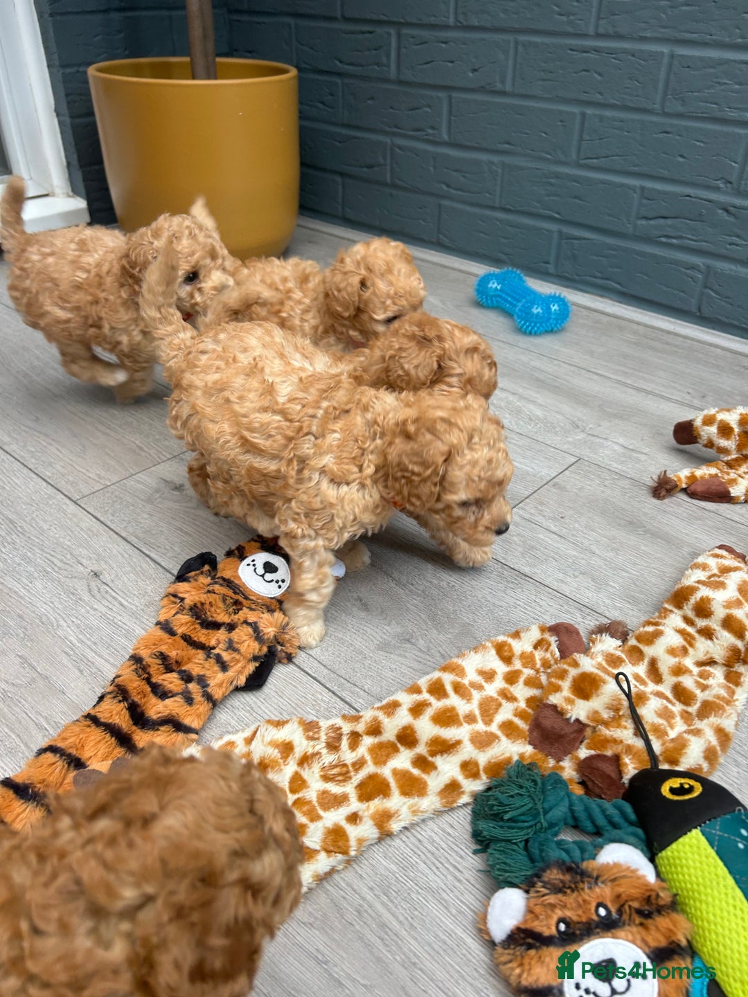 Toy Poodle dogs for sale: Stunning baby KC reg toy poodles  - Image 5