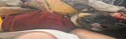Mixed Breed dogs for sale: Gorgeous, loving boy for rehome in Liverpool - Advert 11