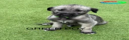 Irish Wolfhound dogs for sale: Health Tested, KC Reg Irish Wolfhounds  - Advert 20
