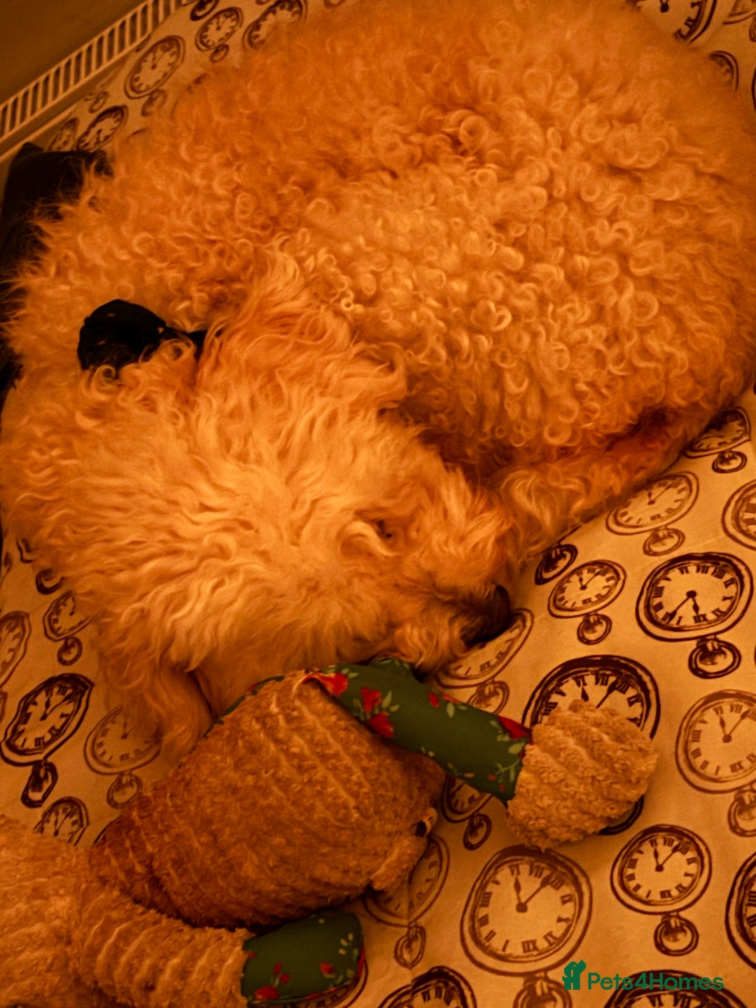 Cockapoo dogs for sale: 8 year old Cockapoo needs home - Advert 3