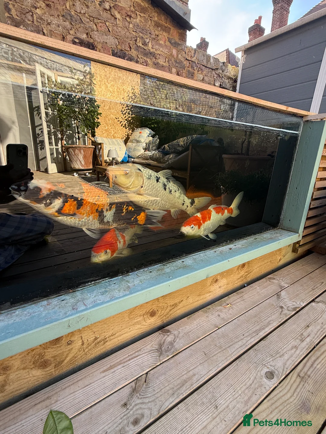 Koi Carp fish for sale: Big koi for sale - Advert 5