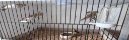 Finches birds for sale: This years goldfinch mules - Advert 8