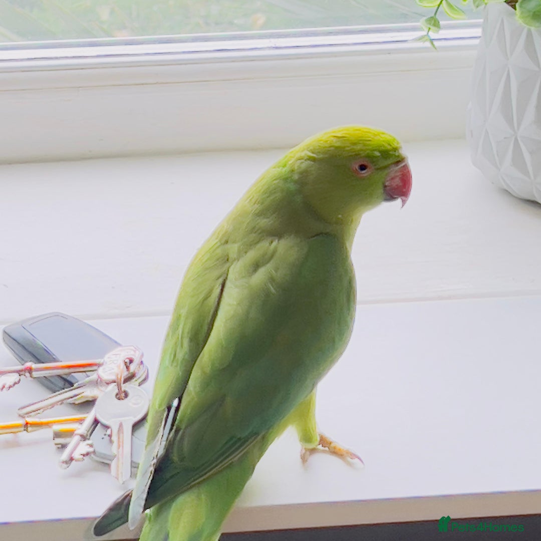 Ringnecks birds for sale: Indian ring neck parrots for sale 🦜❤️ - Advert 9