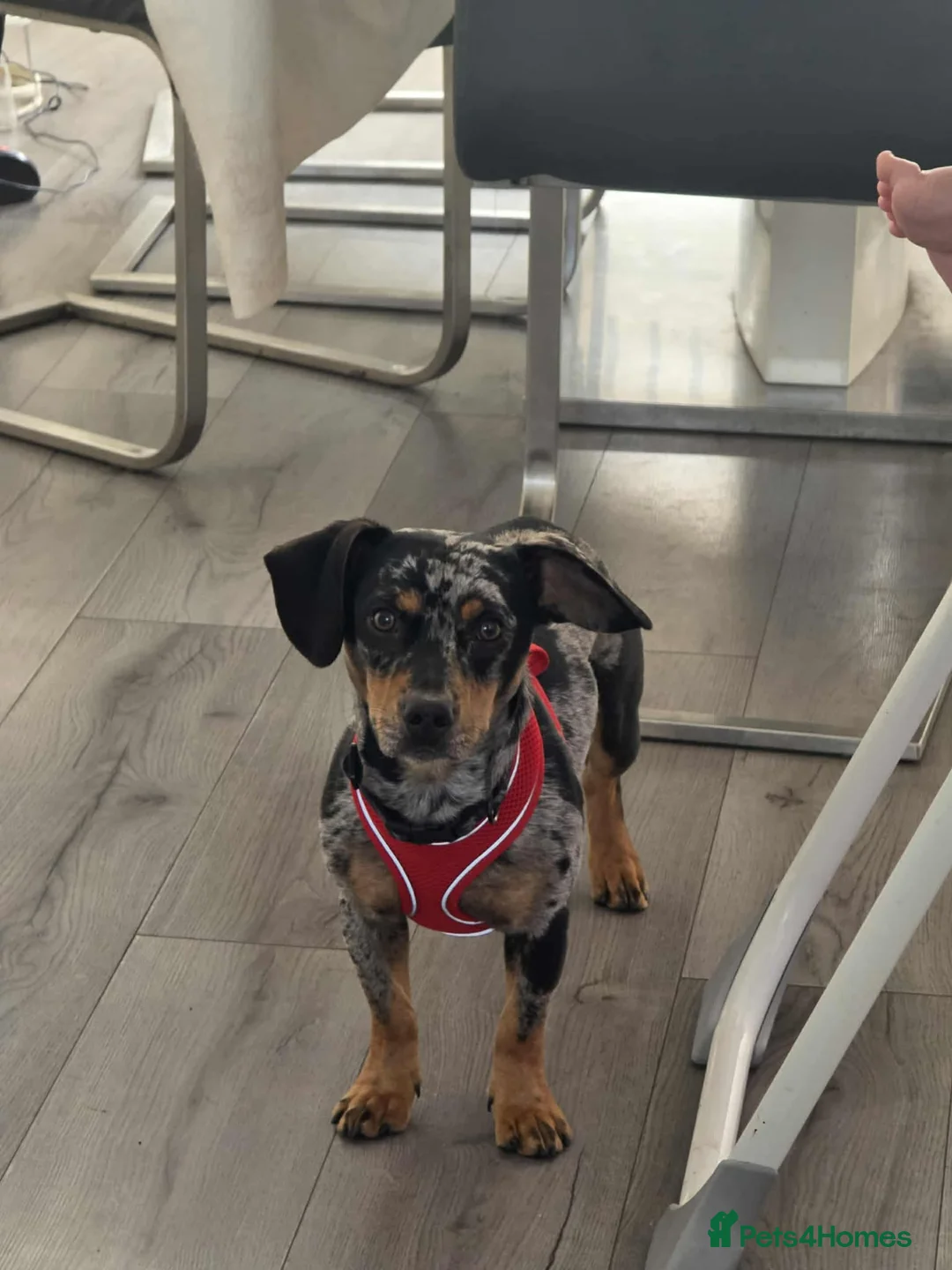 Mixed Breed dogs for sale: Koopa - dapple dachshund - Advert 5