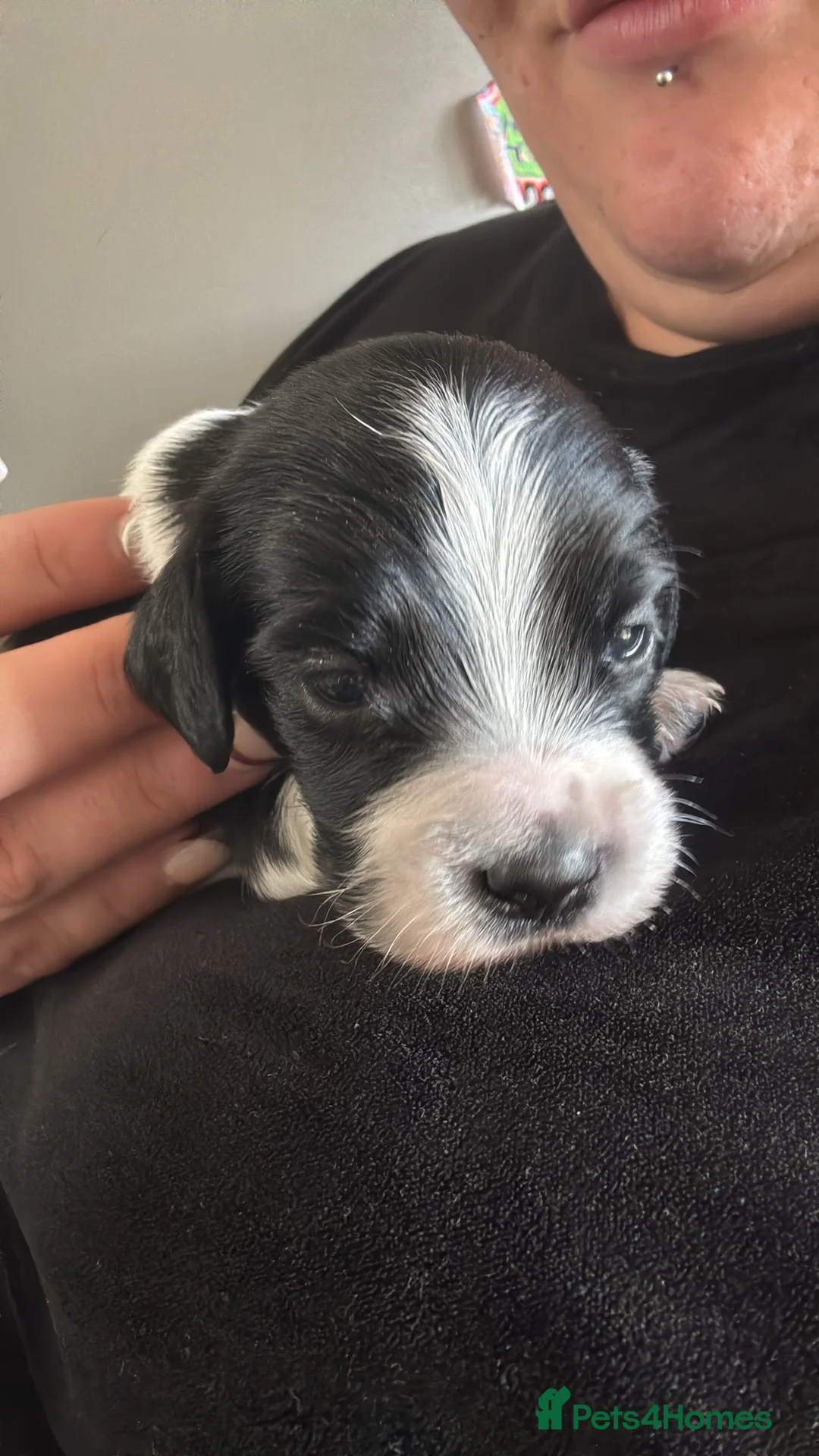 English Springer Spaniel dogs for sale: 2 puppy’s left one boy one girl  - Advert 1