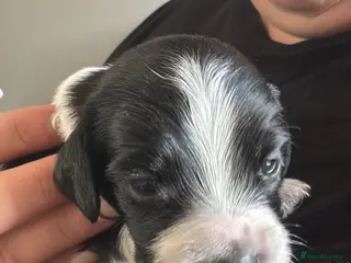 English Springer Spaniel dogs 2 puppy’s left one boy one girl - Advert 1