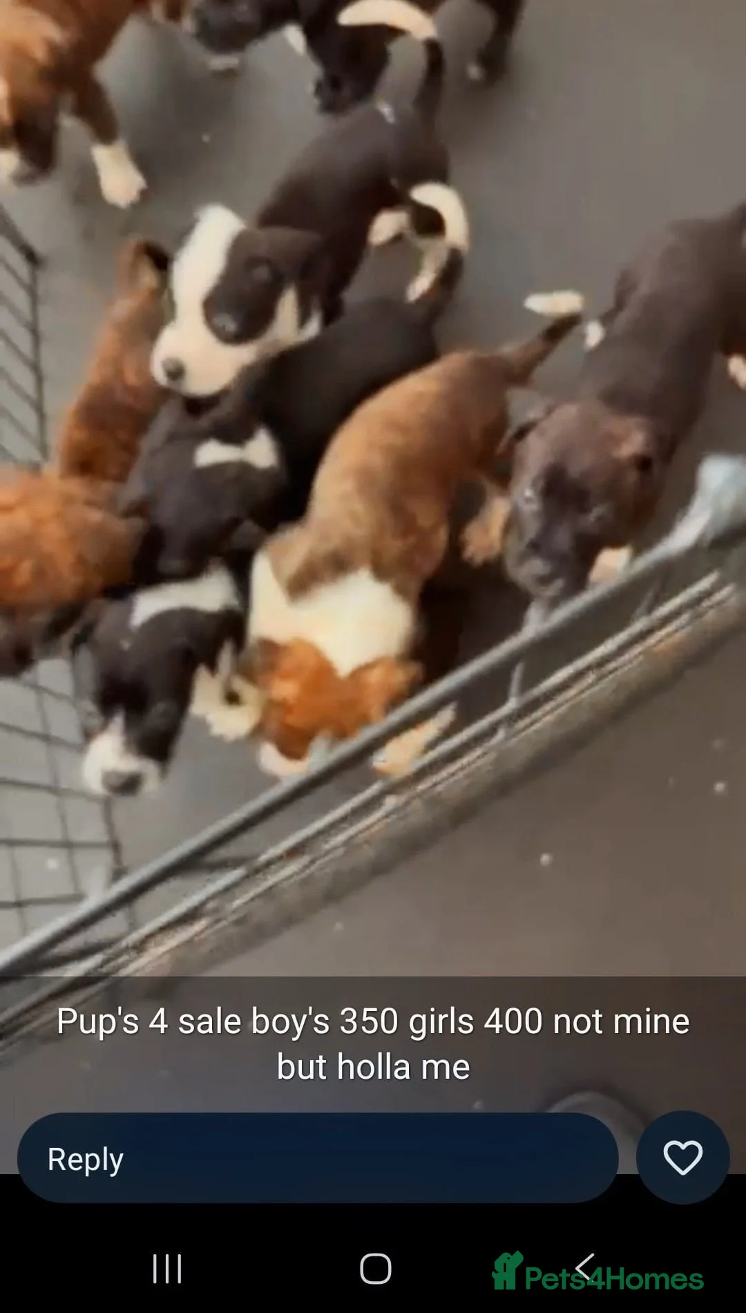 Staffordshire Bull Terrier dogs for sale: Staff puppies  in Chigwell - Advert 2