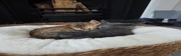 Mixed Breed cats for sale: 2 Beautiful kittens PLUS everything you need - Advert 4
