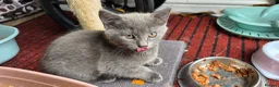 Mixed Breed cats for sale: 1 beautiful female grey kitten   - Advert 4