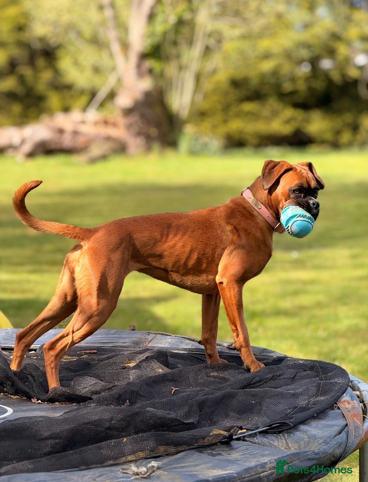 Boxer dogs 3 Red & White Boxer puppies available  - Advert 9