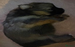 Mixed Breed dogs for sale: Stunning Toy Shihpoo Pom Puppies ready to reserve - Image 2