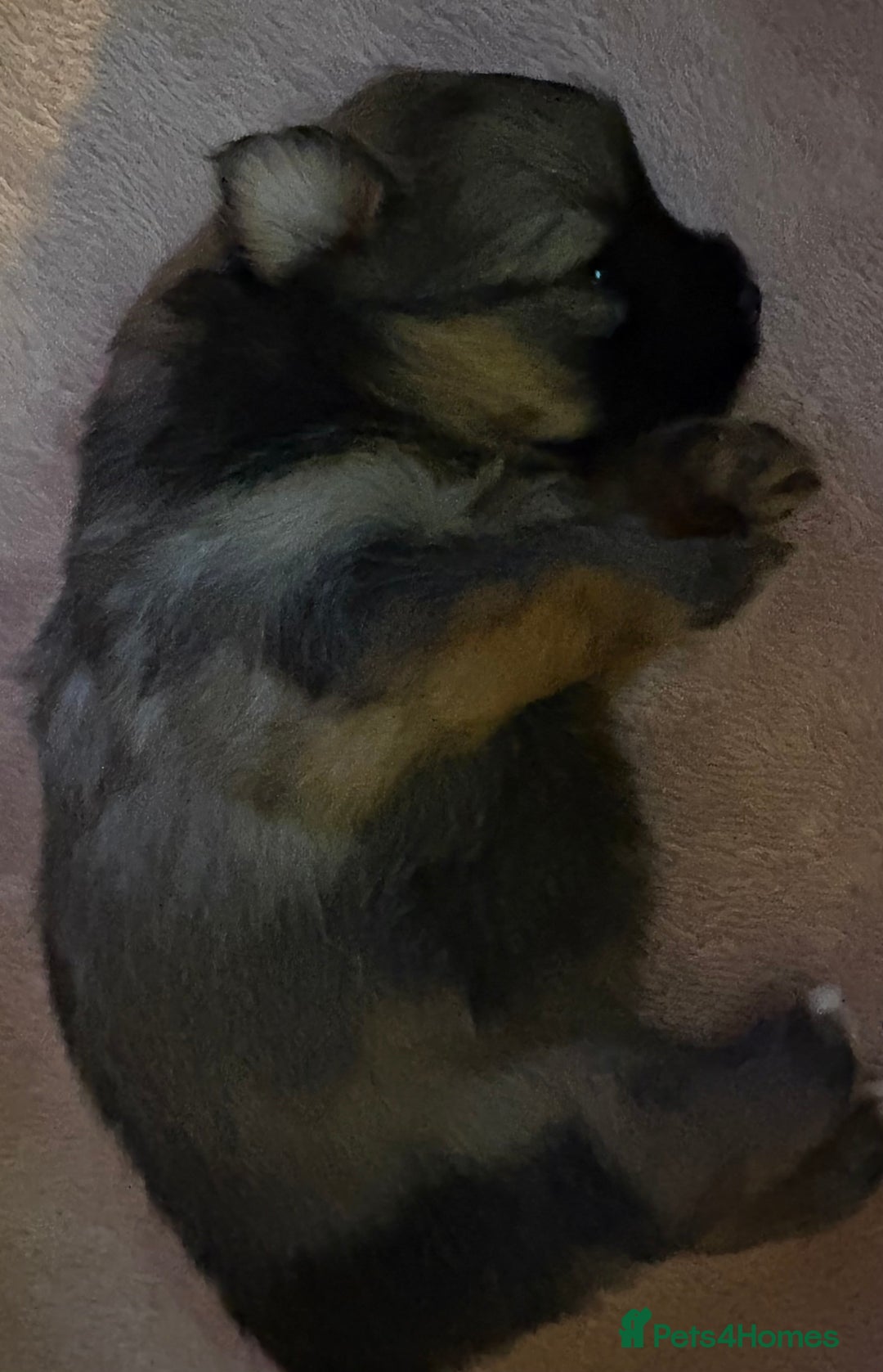 Mixed Breed dogs for sale: Stunning Toy Shihpoo Pom Puppies ready to reserve - Image 2