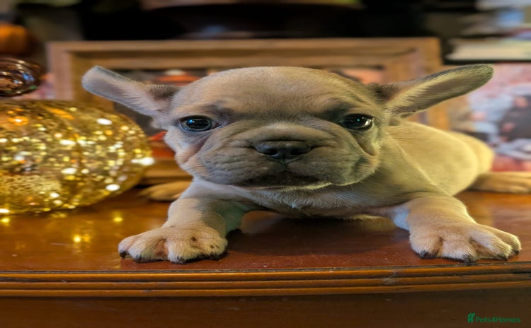 French Bulldog dogs - Advert 8