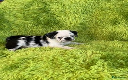 Pug dogs for sale: Loving Pug Puppies  - Image 3