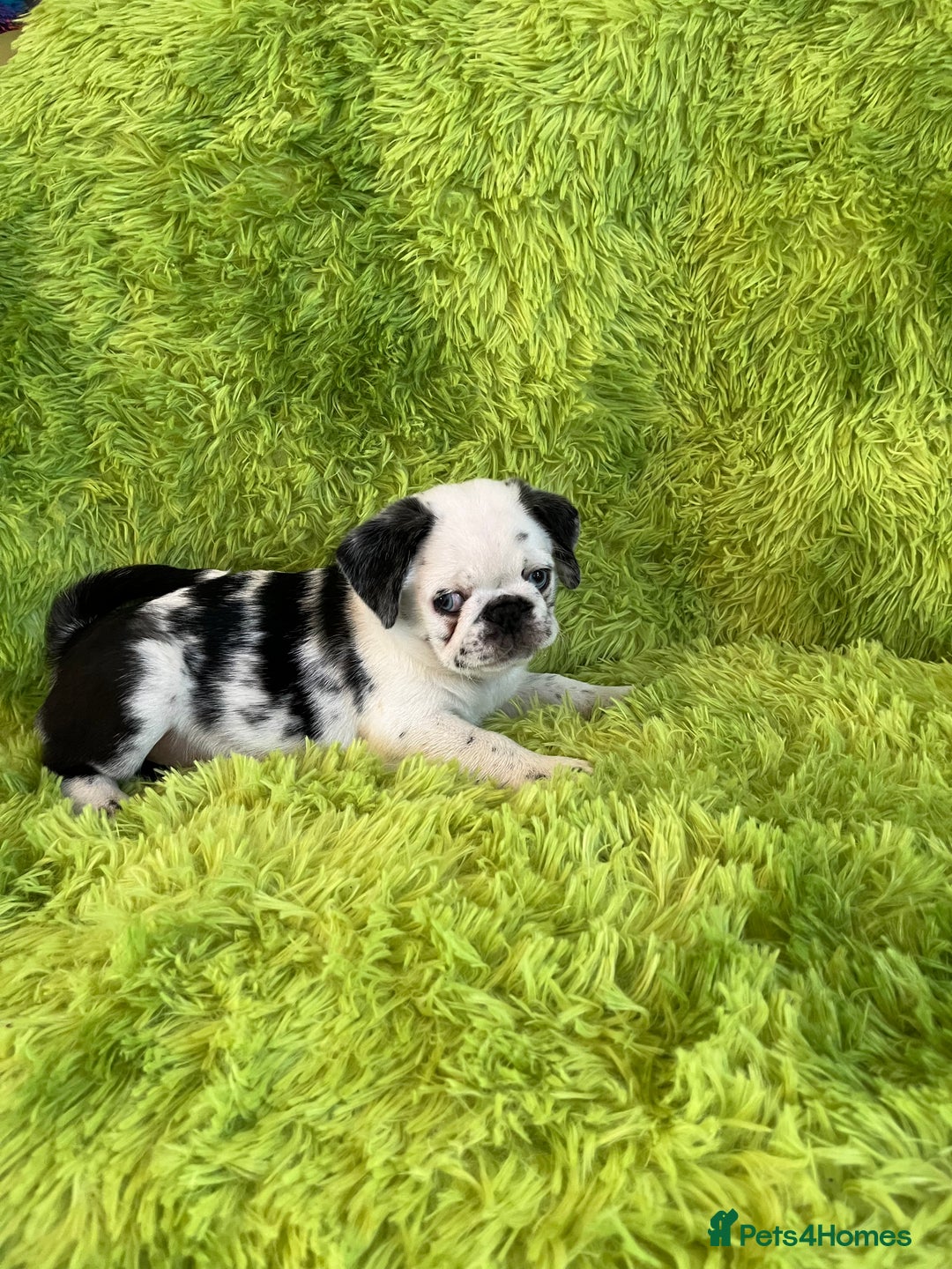 Pug dogs for sale: Loving Pug Puppies  - Image 3