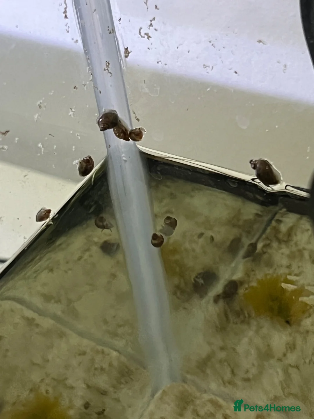 Snails invertebrates for sale: Bladder Snails - Mixed Sex & Age in Salford - Advert 2