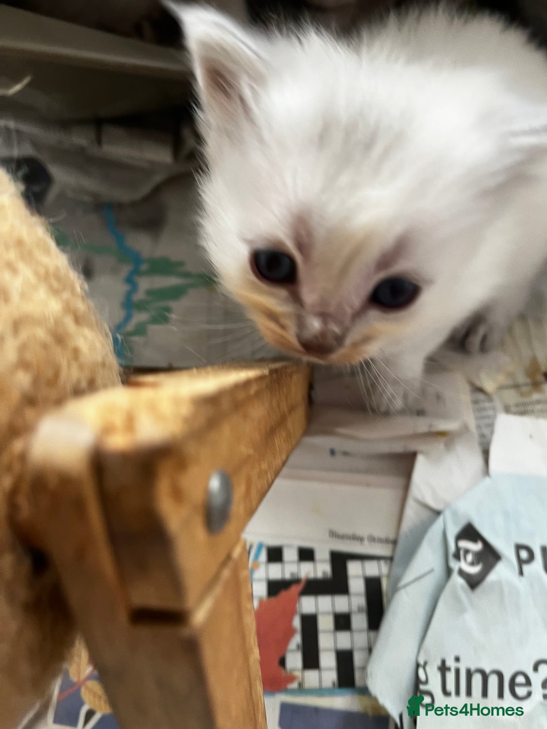 Ragdoll cats for sale: Mink ragdolls - Advert 2