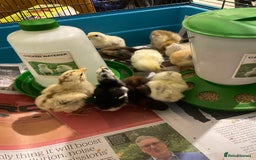 Chickens poultry for sale: 10 Aseel chicks and 2 Brahma chicks for sale - Image 2
