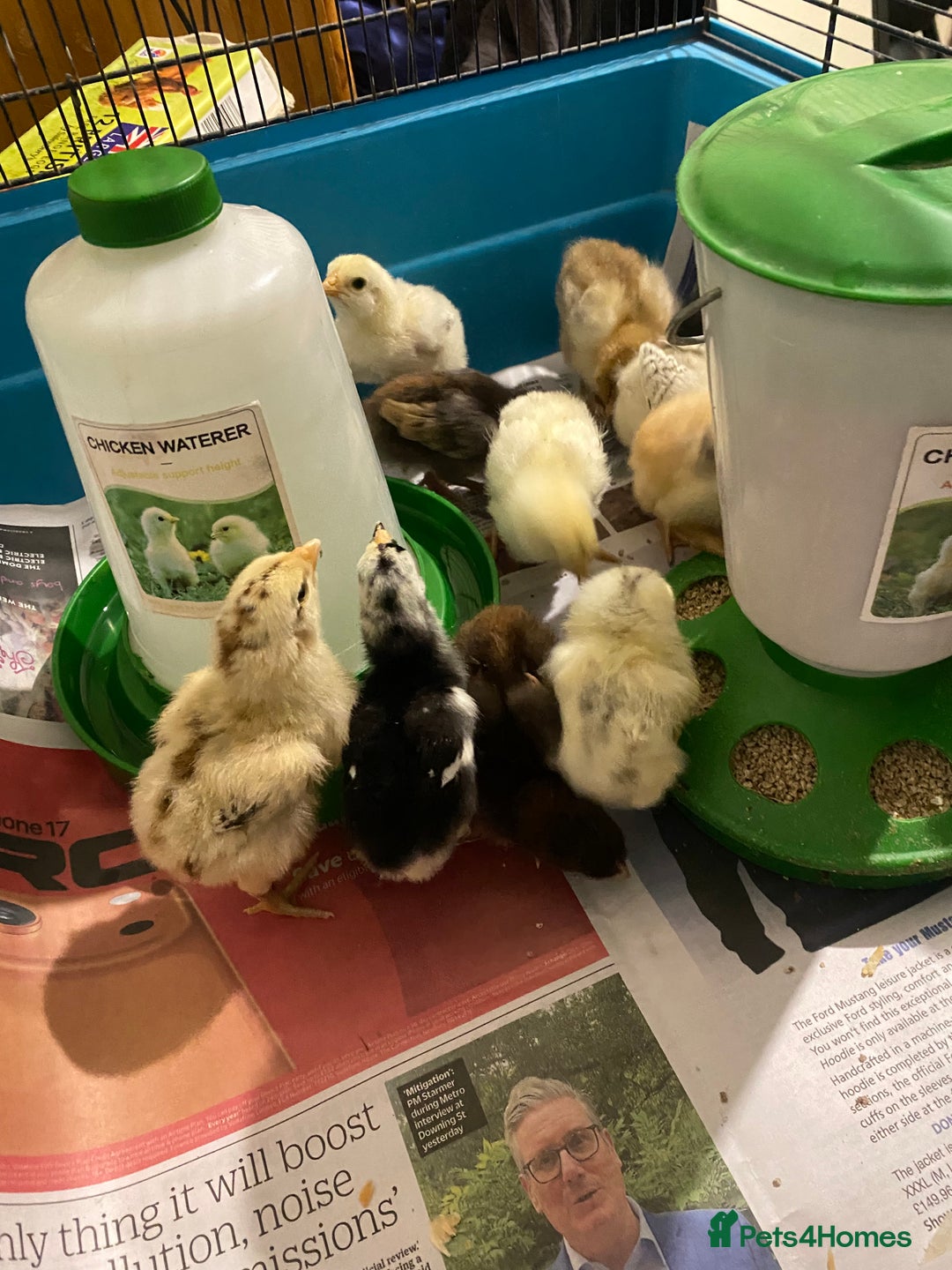 Chickens poultry for sale: 10 Aseel chicks and 2 Brahma chicks for sale - Image 2