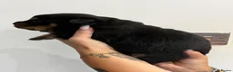 Rottweiler dogs for sale: Outstanding KC registered Rottweiler puppies  - Advert 6