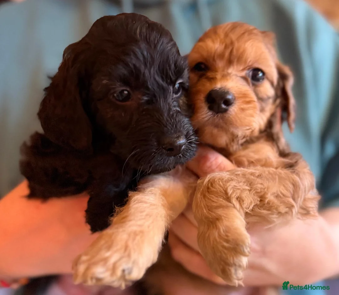 Irish Doodle dogs for sale: Irish Doodles (Mini)  - Advert 6