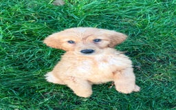 Golden Retriever dogs for sale: KC health checked outstanding temperaments  - Advert 12