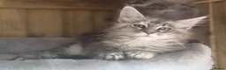 Maine Coon cats for sale: 2 Beautiful Maine Coon Kittens - Advert 3