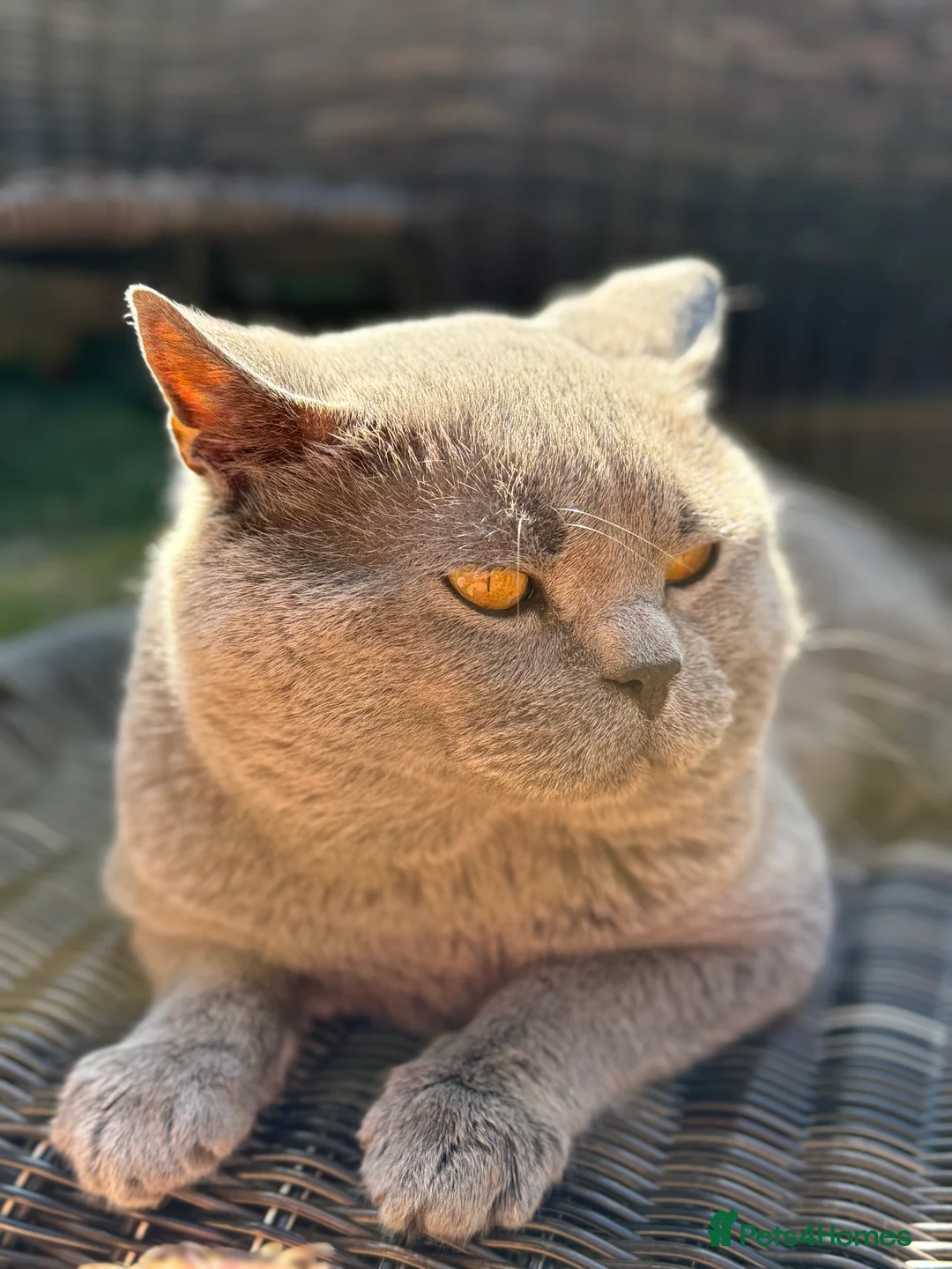 British Shorthair cats for stud: GCCF Active Registered Blue British Shorthair in Bristol - Advert 17