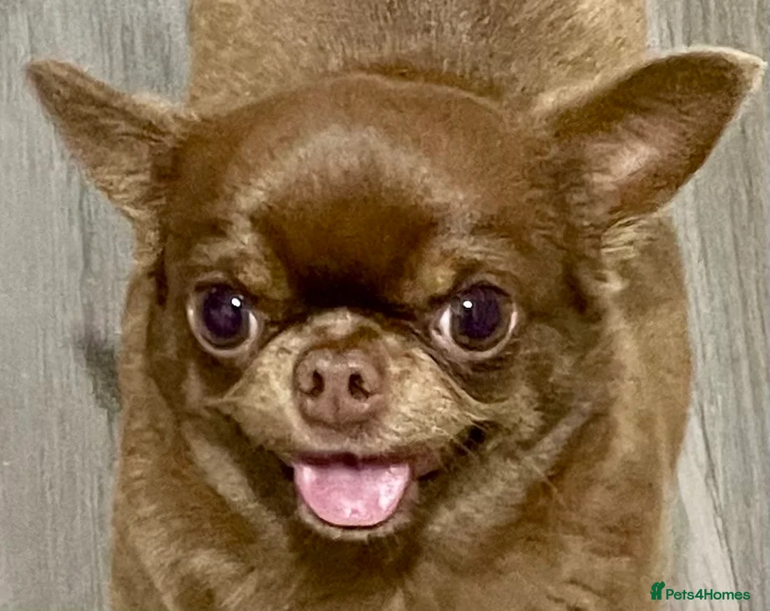Chihuahua dogs for sale: Two rare Russian, three year-old adult Chihuahuas - Advert 1