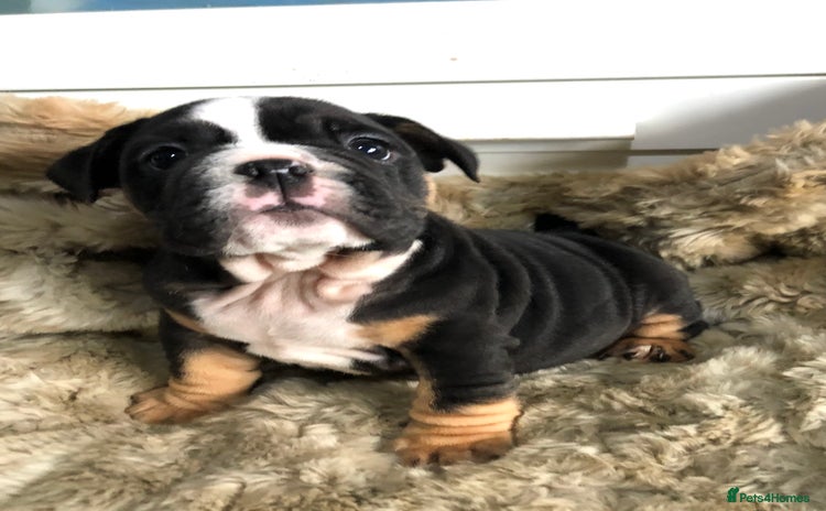 English Bulldog dogs New English bulldogs - Advert 1