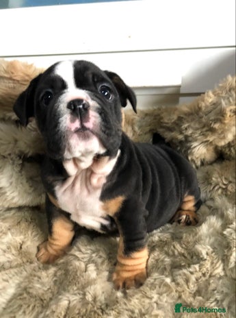 English Bulldog dogs New English bulldogs - Advert 1