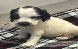 Cocker Spaniel dogs for sale: Adorable Show type cocker spaniel puppy’s  - Image 22