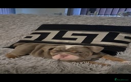 English Bulldog dogs for sale: Kc reg British bulldogs  - Image 5
